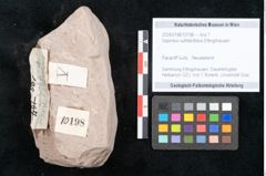 Foto (Objekt + Etikett) von Sapindus subfalcifolius Ettingshausen (NHMW-GEO-2024-0188-10198)